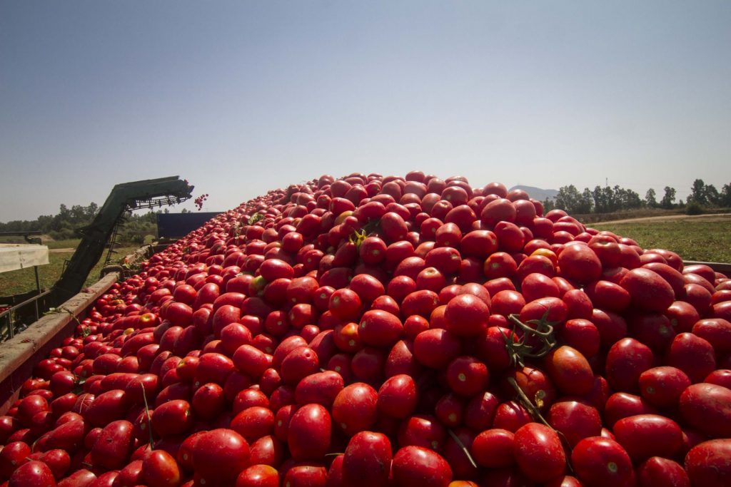 LA CONSTITUCIÓN DE LA COMISIÓN NEGOCIADORA DEL CONVENIO DE EMPAQUETADO DE TOMATES DEJA MUCHAS SOMBRAS Y DUDAS