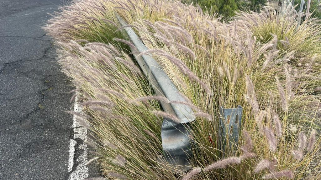 LAS PLANTAS INVASORAS ‘TOMAN’ LA CARRETERA QUE UNE SALINETAS Y LAS HUESAS EN TELDE