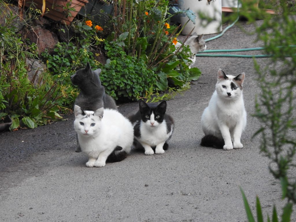 ACUSAN AL GOBIERNO DE CANARIAS DE INCUMPLIR LA LEY DE BIENESTAR ANIMAL