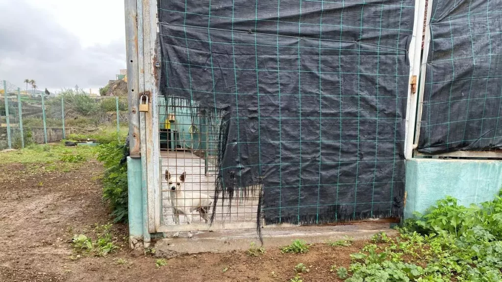 EL GORO ACOGERÁ EL NUEVO ALBERGUE CON CAPACIDAD PARA 250 PERROS