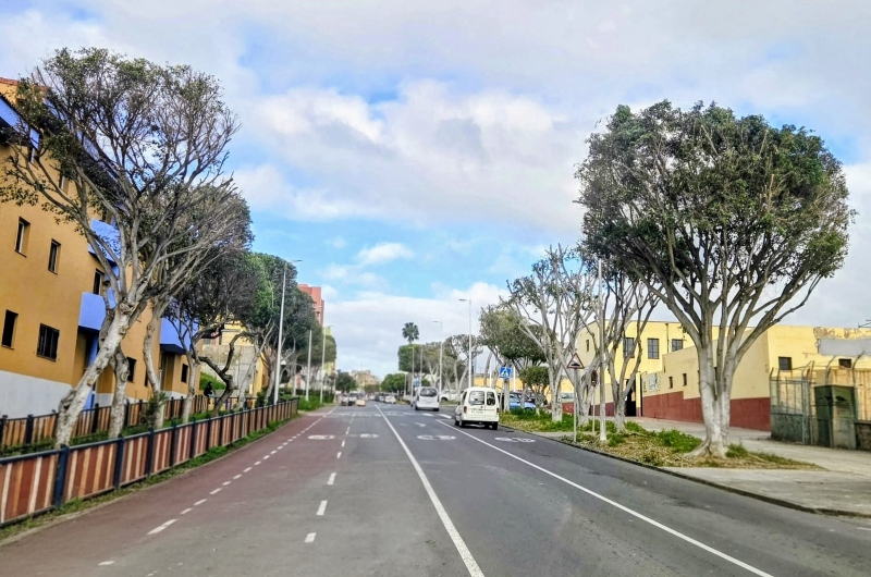 PARQUES Y JARDINES DE TELDE INTENSIFICA LAS LABORES DE MANTENIMIENTO Y PODA EN LA CALLE MANUEL ALEMÁN ÁLAMO Y EUCALIPTOS I