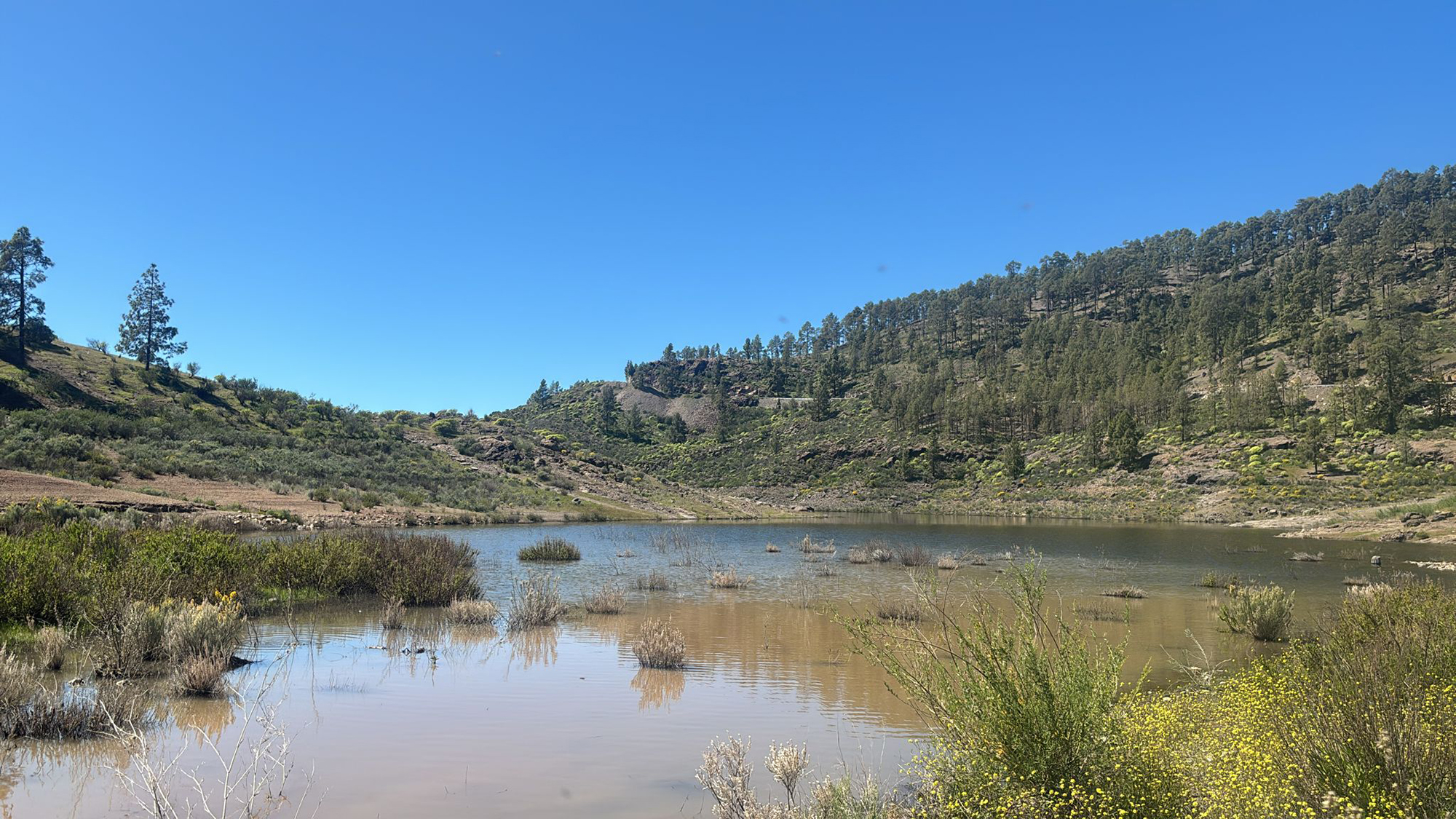DRAGO CANARIAS PIDE REPLANTEAR EL MODELO DE GESTIÓN HÍDRICA TRAS LAS RECIENTES LLUVIAS Y CON EL MODELO TURÍSTICO EN EL PUNTO DE MIRA